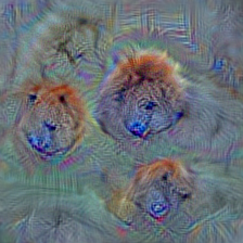 n02112018 Pomeranian